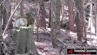 Caucasian Ovcharka vs Black Bear