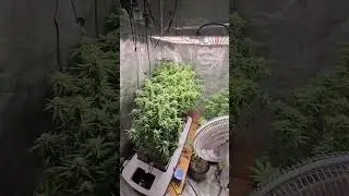 Super Lemon Haze