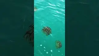 Invasion of the Jellyfish! #fishing #alaska #ocean #jellyfish