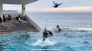 【4K HDR】Kamogawa SeaWorld Orca (Killer Whale) Full Show (Jan.2021)