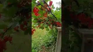 how does red currant grow