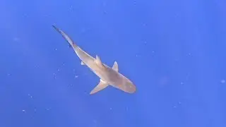 Shark diving in Oahu #beach #familyfun #hawaii #oahu #paradise #tropical #shark #snorkeling 