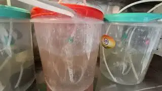 Automatic panipuri machine || 4nozal  panipuri machine stand model || small business idea pani puri 