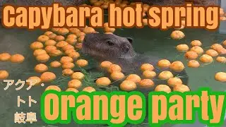 Capybara hot spring orange party