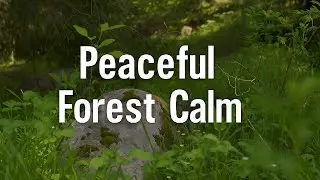 Still Forest Calm | Peaceful Mossy Rock Scene in 4K @LumenTravels