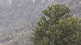 Chile&rsquo;s historic evergreen trees are endangered