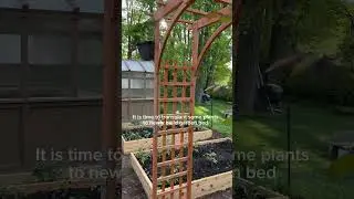 Transplant Tomato , Sweet Pepper Plants and Eggplants to Newly Built Garden Bed