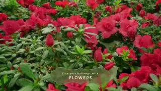 Blur the boundaries between indoor and outdoor with exotic trees and plants from Birthright.