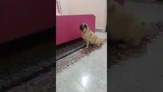 coco the pug dog 😎 #edm #ytshorts #pug #mypug #music #funny #memes #song #subscribe #new #cute #dog