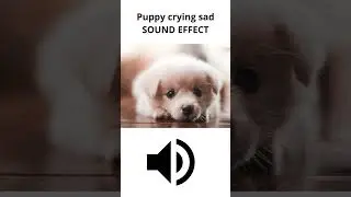 Puppy crying Sad sound effect