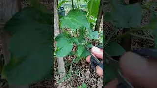 Chili plant care 🌶️✂️ #chiliplants #asmr #satisfying