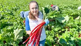 Урожай ревеня 2022 Семейное фермерское хозяйство
