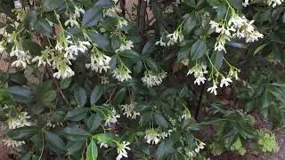 star #jasmine
