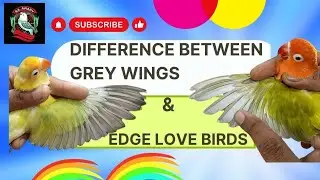 Greywing Lovebird Mutation V/S Edge Lovebird Mutation |Difference Between Grey Wing & Edge Lovebirds