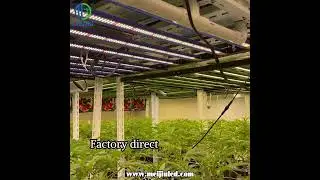 MEIJIU 1988 650W LED GROW LIGHT for indoor growing