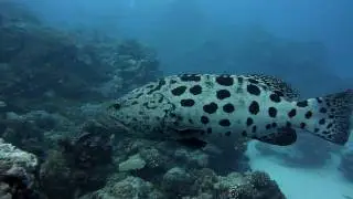 Cod Hole: Friendly potato cod