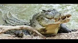 Crocodiles of the World with Colin Stevenson
