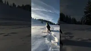 Cute penguin walking in a snowy landscape wearing a scarf #Reel  #Youtube  #subscribe   #wildlife