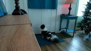 my dog Atticus goes bananas when i come home #dog #cute #love 