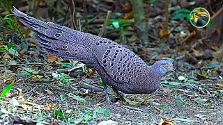 Does THAILAND'S Rainforest Birds REALLY Survive the Summer