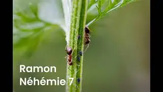Ramon - Étude Néhémie 7