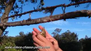 Chasse &agrave; la glu, grive musicienne