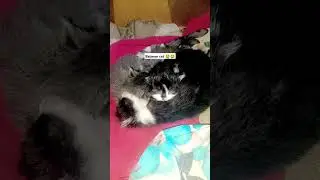 batman cat 😂 #cat#batman #batmanarkhamknight #youtubeshorts #youtube #explore