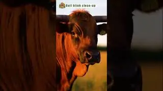 Bull blink close-up | Happy Farmer