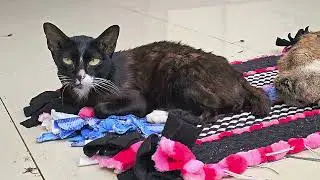 These cats are old and skinny, they look pitiful