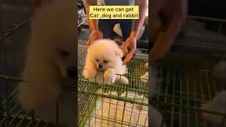 Pet market🐶🐱🐰in china #shorts #youtubeshorts #chinaculture #china #viral #petlover #india #telugu