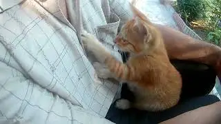 Kittens like to cuddle and have an emotional attachment.😍😻cute kittens.
