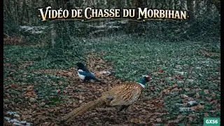 8ème vidéos avec 4 cameras de chasse Ceyomur CY75 la Ceyomur CY95 la Wolfang WT03 et la campark tc07