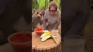 Monkey vibes all day! 🇺🇸🇬🇧  #MonkeyVibes #FunnyMonkey #CuteMonkey #MonkeyVideo #FunnyAnimals #Comedy