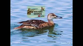 🎵 صوت البط الصيني الأصفر (Garganey) &ndash; نداء طبيعي للطائر البري في أواخر سبتمبر 🌿