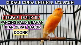 kenari gacor masteran kenari paud agar cepat bunyi gacor [314] canary singing
