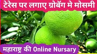 महाराष्ट्र की 🍒BEST ONLINE FRUIT PLANT NURSERY 🍒