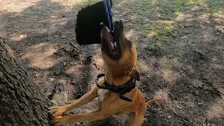 Spring Pole with apbt !
