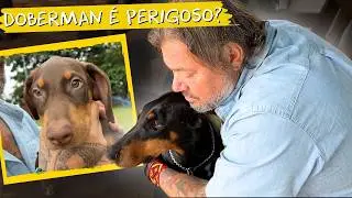 🐕 POR QUE AS PESSOAS TÊM MEDO DO DOBERMANN?