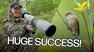 A Day With the Chiffchaff | Bird Photography Success