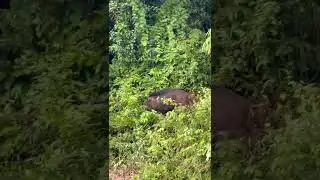 🐻 АЗИАТСКИЙ ЧЁРНЫЙ МЕДВЕДЬ ПРОТИВ СУМАТРАНСКОГО КАБАНА  🐗 ASIAN BLACK BEAR VS SUMATRAN BOAR 🐗