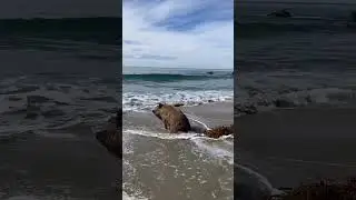Un sanglier prend un petit bain