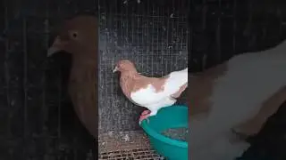 Magpie pigeon sale #pigeon #kamathpigeons #kabutar #magpie_pigeons