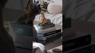 Cat Know Cat