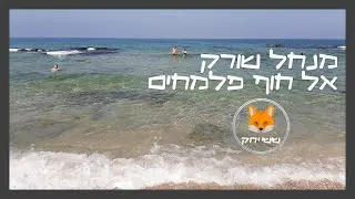 שפך נחל שורק אל חוף פלמחים