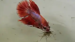 The Best Natural Food! Feed Your Betta Fish Mosquito Larvae to Grow Fast!