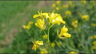 Sarson ka phool