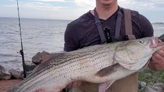 Monster Striped Bass Caught In The Epic Bay Of Fundy!