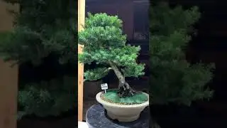 Bonsai Lovers will notice it #shorts #youtubeshorts