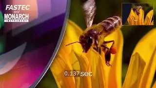 Infrared Stroboscopic Technology and Life Sciences