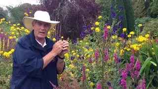Dr A on Monkshood